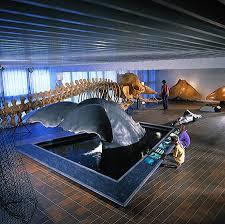 Göteborgs Naturhistoriska Museum